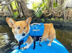 CONELLY DOG NEOPRENE VEST - OTIS