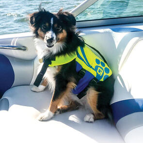 OBRIEN VEST PET YELLOW BLUE