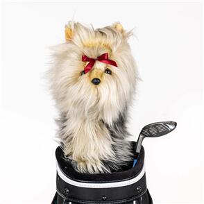 DAPHNE'S ANIMAL HC-YORKSHIRE TERRIOR